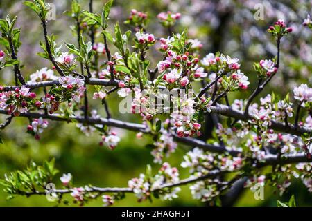 pink peach blossoms on trees in a plantation Photographed in Crete, Greece in April Stock Photo