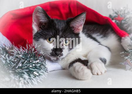 Christmas card with cute young tomcat . Stock Photo