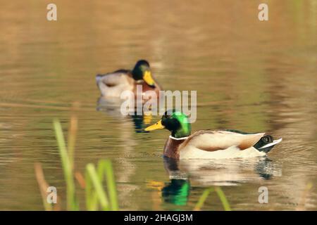 Mallard duck on the water Stock Photo