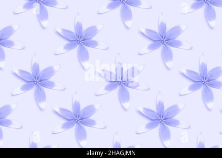 Repetitive pattern made from head of wild tulip flowers on a purple background. Monochrome composition. Stock Photo