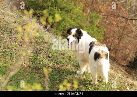 Tornjak, Croatian and Bosnian shepherd dog Stock Photo