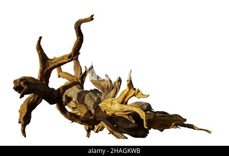 driftwood, old branches isolated on white background Stock Photo