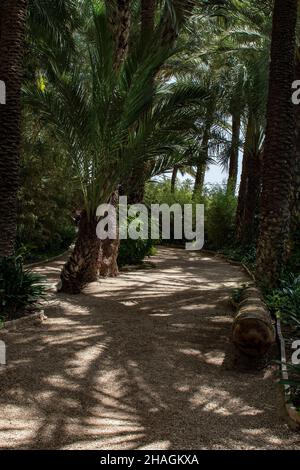 Palm trees on the promenade in the garden Stock Photo