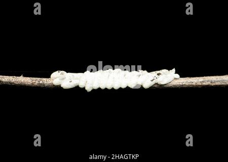 Eggs of lacewing fly insect in black background, Satara, Maharashtra, India