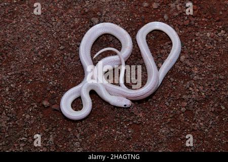 Dorsal view of Albino Common Krait, Bungarus caeruleus, Satara, Maharashtra, India Stock Photo