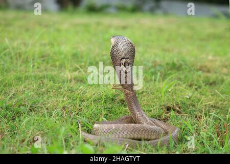 Monocled cobra, Naja kaouthia, also called monocellate cobra, or Indian spitting cobra, is a venomous cobra species widespread across South and Southe Stock Photo