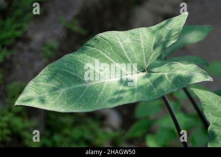 Leaf of aloo, Colocasia species, Satara, Maharashtra, India Stock Photo