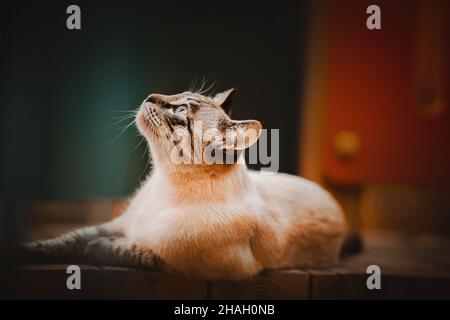 Cute tabby beautiful Thai cat lazily lies on the wooden porch after a walk and looks up curiously. A pet. Stock Photo