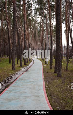 In the spring forest, a solid blue asphalt pedestrian walkway winds between pine trees and electric lights Stock Photo