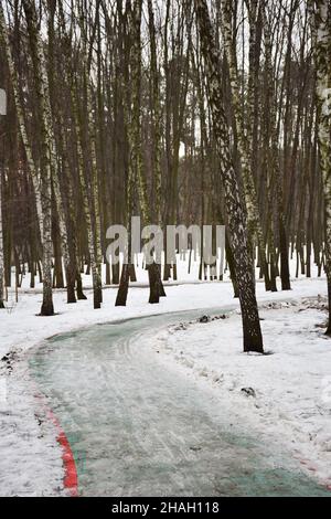 An empty snow-covered jogging trail winds through a winter birch park Stock Photo