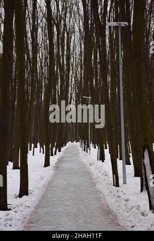 An empty snow-covered jogging trail winds through a winter birch park Stock Photo