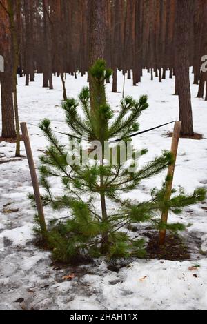 In a snowy winter forest, a young pine tree was planted and looked after, surrounded by a fence Stock Photo