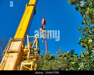 A tree surgeon wearing protective equipment and chain saw  is suspended on the main hook block of a crane above a damaged scots pine. Taken on a sunny Stock Photo