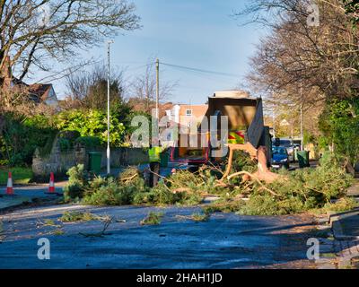 In the aftermath of Storm Arwen Mancoed Tree Management work on a closed public road to remove a damaged scots pine by using a wood chipper. Taken on Stock Photo