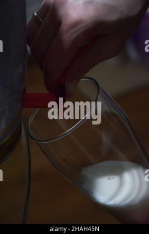 Foamy beer is poured from a beer barrel through a tap into a glass goblet. Stock Photo
