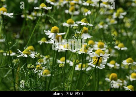 Blooming field of daisies all over the background in bright colors. Low angle view Stock Photo
