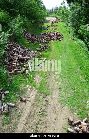 Timber harvesting is photographed from a high angle, above a forest clearing, where cut logs and hemp are scattered. Ecological disaster Stock Photo