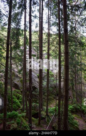 Green summer forest or park without people, animals and birds. Stock Photo