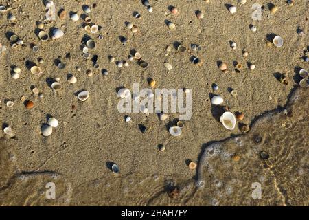 There are many colorful small seashells on the sandy seashore. At the bottom of the frame is a foamy wave. Stock Photo