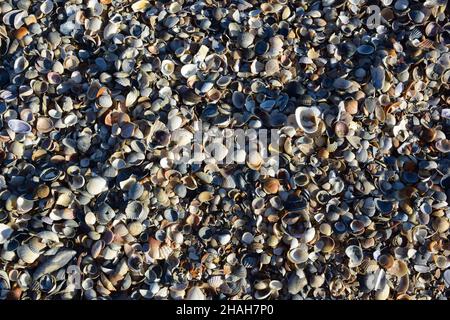 There are a lot of seashells of different shapes and colors for the whole frame. Photographed from a high angle Stock Photo