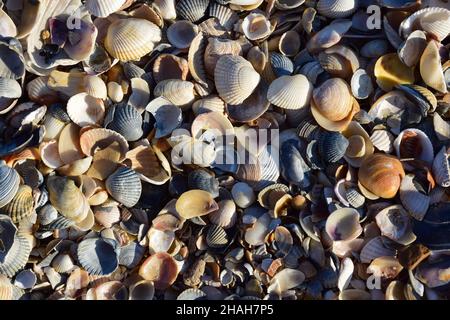 There are a lot of seashells of different shapes and colors for the whole frame. Photographed from a high angle Stock Photo