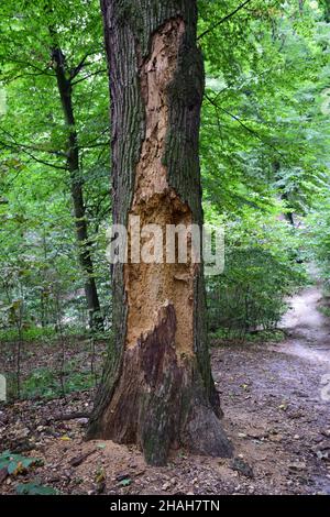 Old, dry, insect-eaten tree with a clear structure Stock Photo