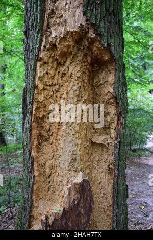 Old, dry, insect-eaten tree with a clear structure Stock Photo