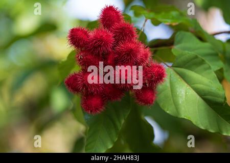 Closeup shot of a red Achiote plant in a Singapore Botanical Garden Stock Photo