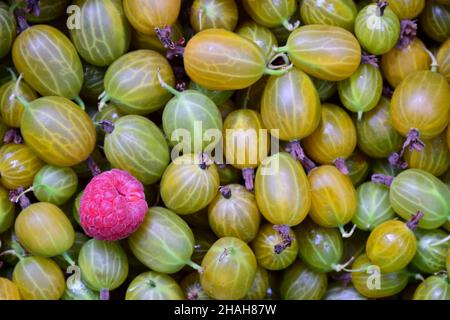A pile of gooseberries is scattered throughout the frame, with one raspberry on the left. Gooseberries out of focus. Stock Photo