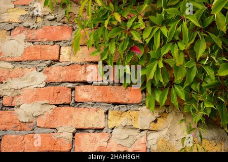 Background from old brickwork, vine leaves are woven in the upper right corner. On the left is the place to insert the inscription Stock Photo