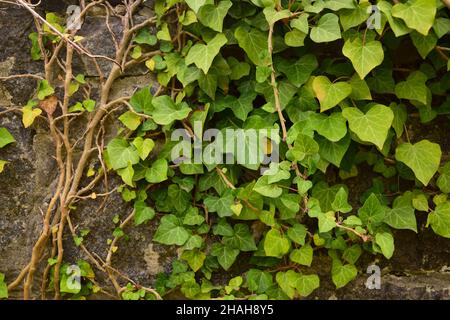 Background from old brickwork, vine leaves are woven in the upper right corner. On the left is the place to insert the inscription Stock Photo