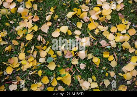 On the green grass, many yellow small autumn leaves are scattered all over the background. Stock Photo