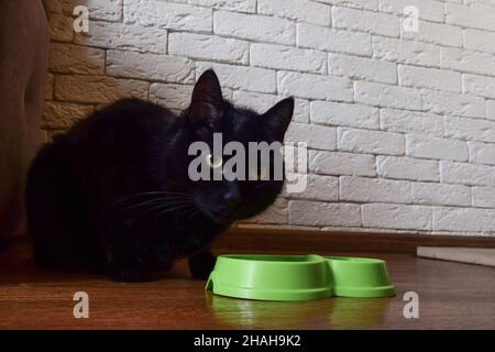 Black cat with yellow eyes crouched near the feeder and looks into the camera on the background of a brick decorative wall Stock Photo