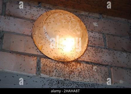 The dimly glowing street lamp hanging on the brick wall has a lot of gnats flying into its light. Stock Photo