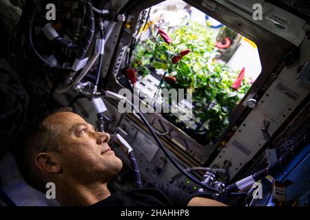 ISS - 26 November 2021 - NASA astronaut and Expedition 66 Flight Engineer Thomas Marshburn checks out chile peppers growing inside the International S Stock Photo