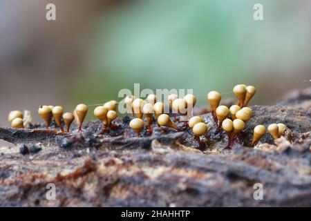 Hemitrichia clavata, a slime mold of the family Trichiidae, no common English name