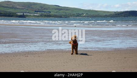 Dog on beach Stock Photo