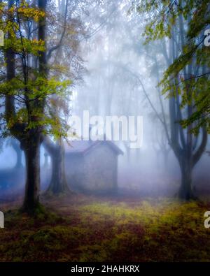 nice mood in a foggy day in a bleech forest, in north of spain, in the Basque Country. a beautiful little house in the middle of the scene. Stock Photo