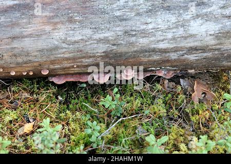 Leptoporus erubescens, a polypore fungus growing on pine deadwood in Finland, no common English name Stock Photo