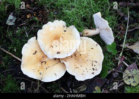 Cystoderma amianthinum, commonly called the saffron parasol, the saffron powder-cap, or the earthy powder-cap, wild mushroom from Finland Stock Photo