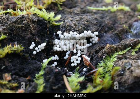 Trichia varia, a slime mold from Finland, no common English name Stock Photo