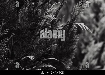 Black and white thuja hedgerow texture and dark nature background Stock Photo