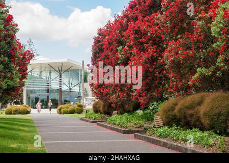 AUCKLAND, NEW ZEALAND - Dec 09, 2021: View of Auckland Botanic Gardens main alley with blooming pohutukawas. Auckland, New Zealand - December 9, 2021 Stock Photo