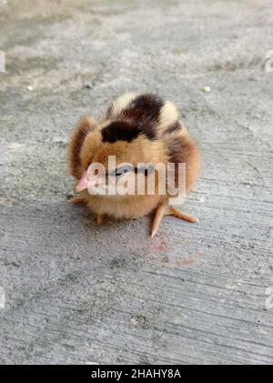 Newborn Chick Stock Photo