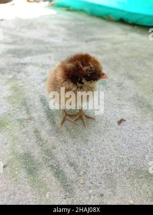 Newborn Chick Stock Photo