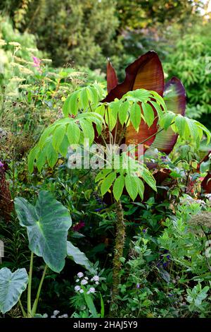 Brassaiopsis mitis,Araliaceae,green,leaves,foliage,Red Abyssinian banana,Ensete ventricosum Maurelli,Colocasia,mix,mixed,perennials,planting,scheme,ex Stock Photo