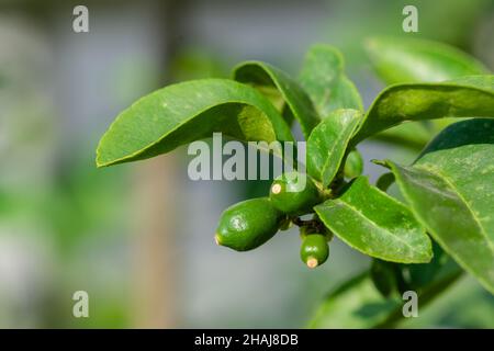 Small lemon fruits bearing on the plant. Used selective focus. Stock Photo