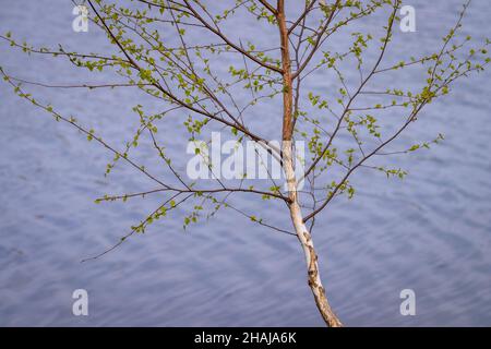 Birch tree at lake. Spring leaves in spring. Water surface at background Stock Photo