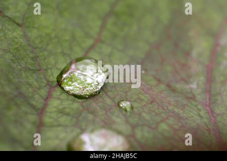 Raindrop on the leaf with details of leaf veins of rose. Used selective focus. Stock Photo