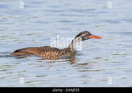 African finfoot, Podica senegalensis, adult male swimming on river, Gambia Stock Photo